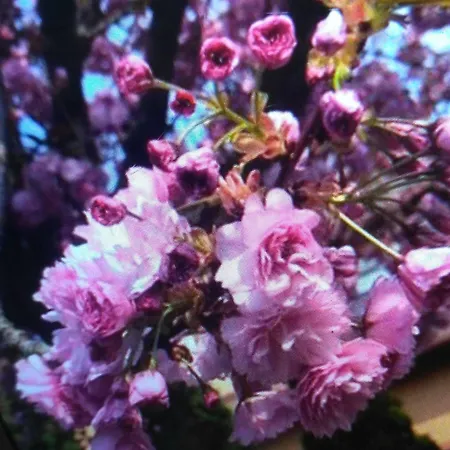 Apartman Doba - центр-собор 2 ком 6 міс завжди тепла ! *